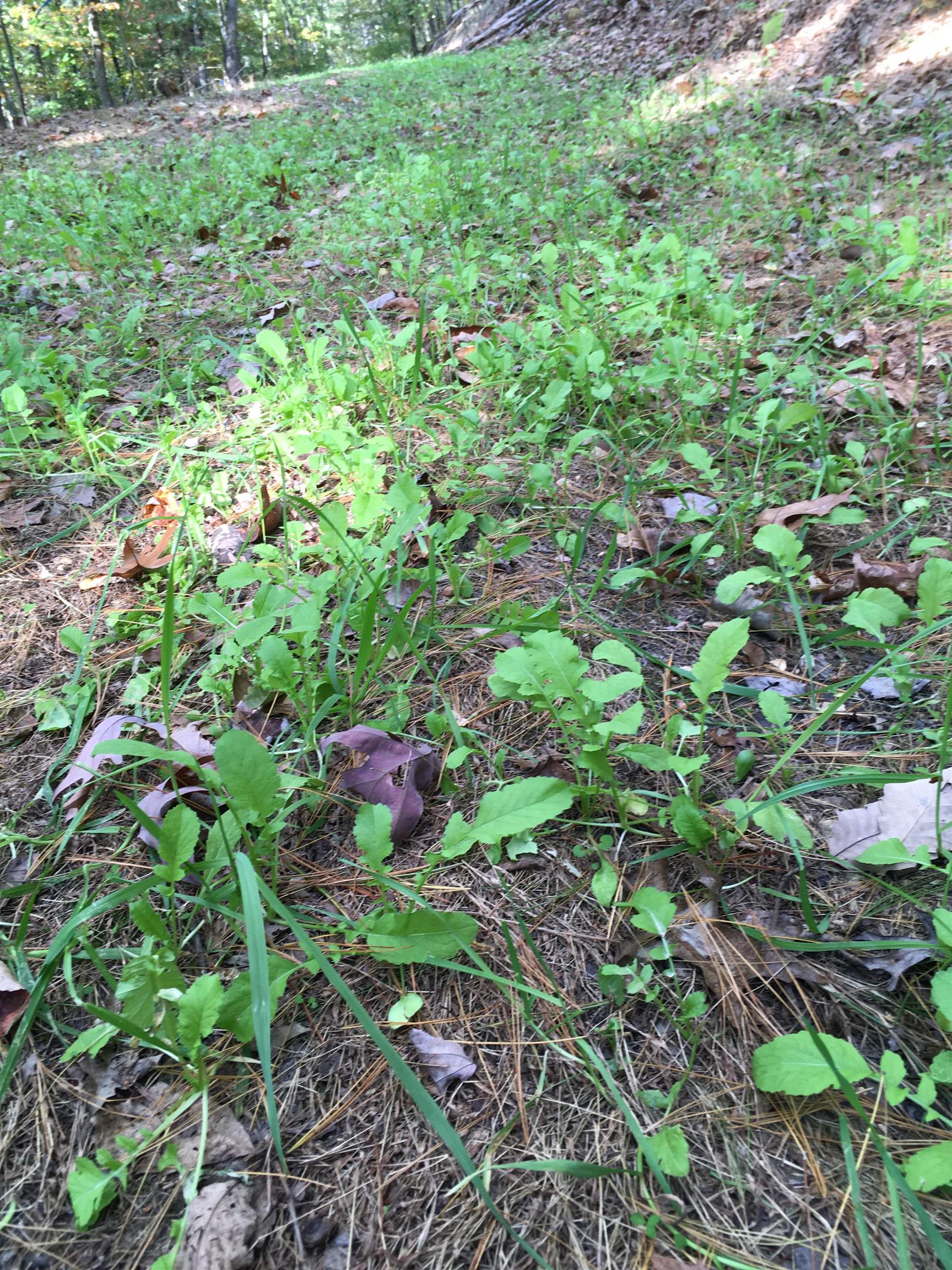 81.5-acres Hopkins Gap Road Fulks Run, VA 22830 - Photo 58 of 59
