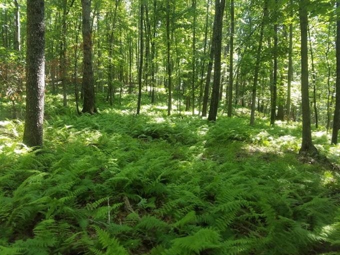 81.5-acres Hopkins Gap Road Fulks Run, VA 22830 - Photo 59 of 59