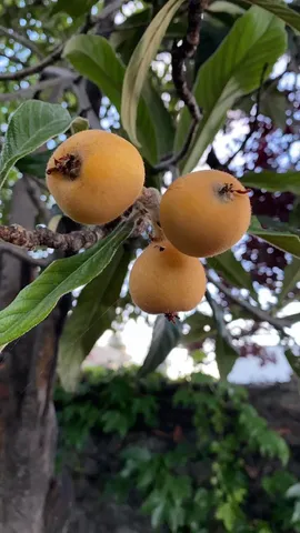 $1,099,000 | 113 Washburn Avenue, Santa Cruz, CA 95060