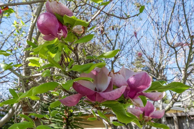 $1,099,000 | 113 Washburn Avenue, Santa Cruz, CA 95060