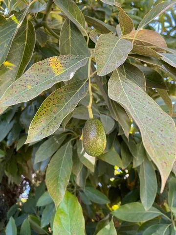 $1,099,000 | 113 Washburn Avenue, Santa Cruz, CA 95060