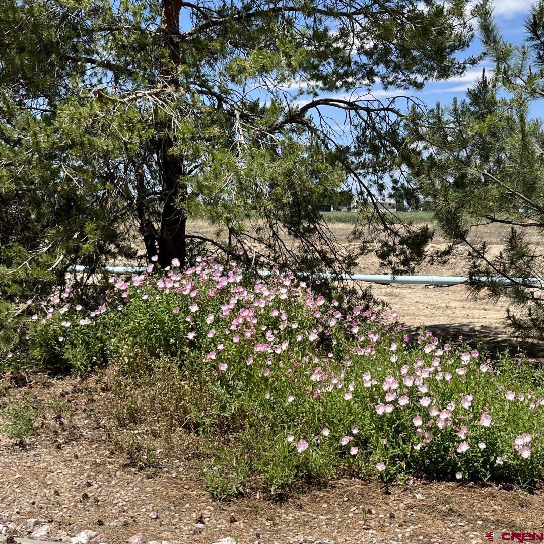1675 P Road Loma, CO 81524 - Photo 29 of 34
