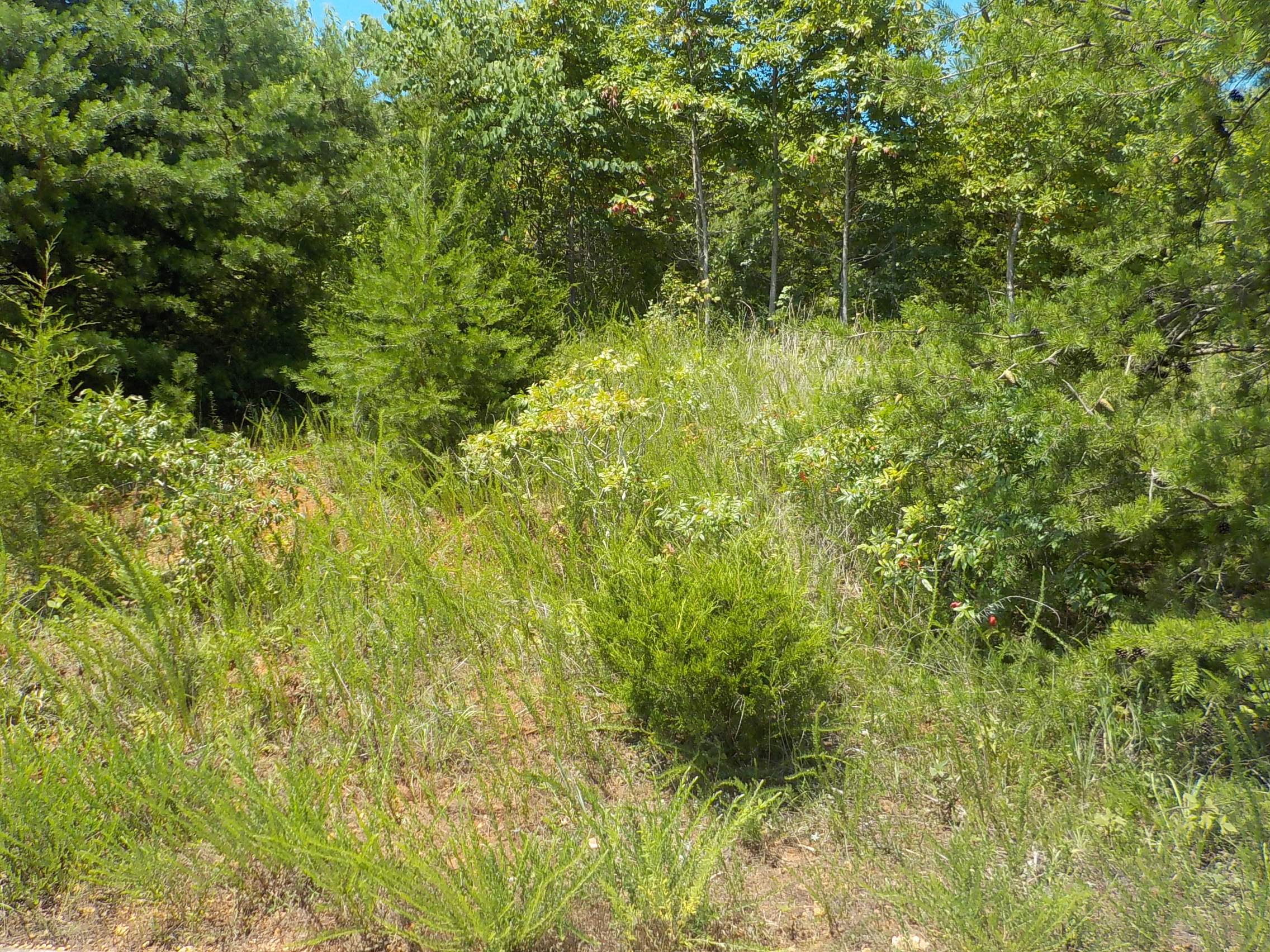 33 Logans Bluff Bean Station, TN 37708 - Photo 6 of 13 001