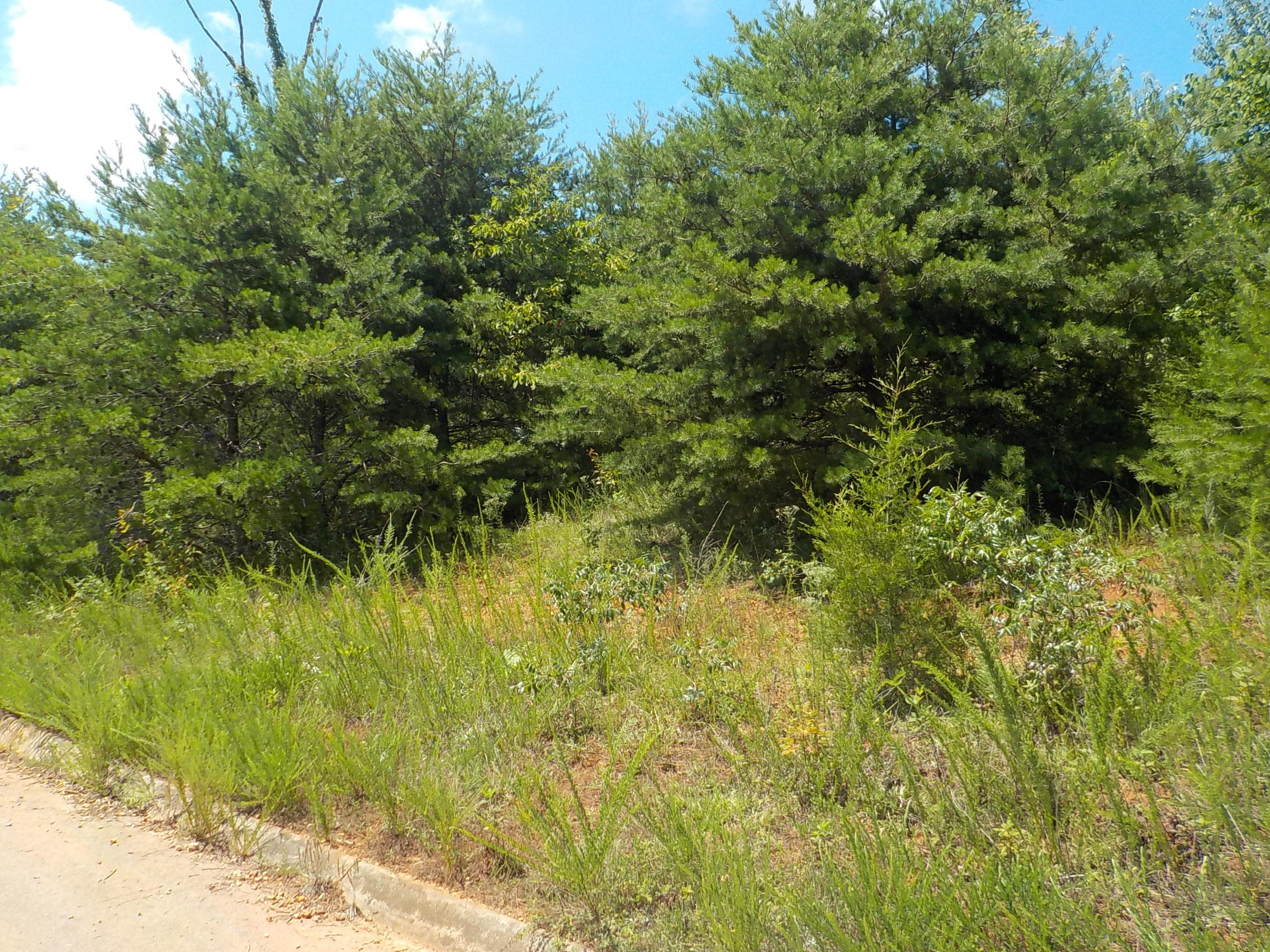 33 Logans Bluff Bean Station, TN 37708 - Photo 7 of 13 002