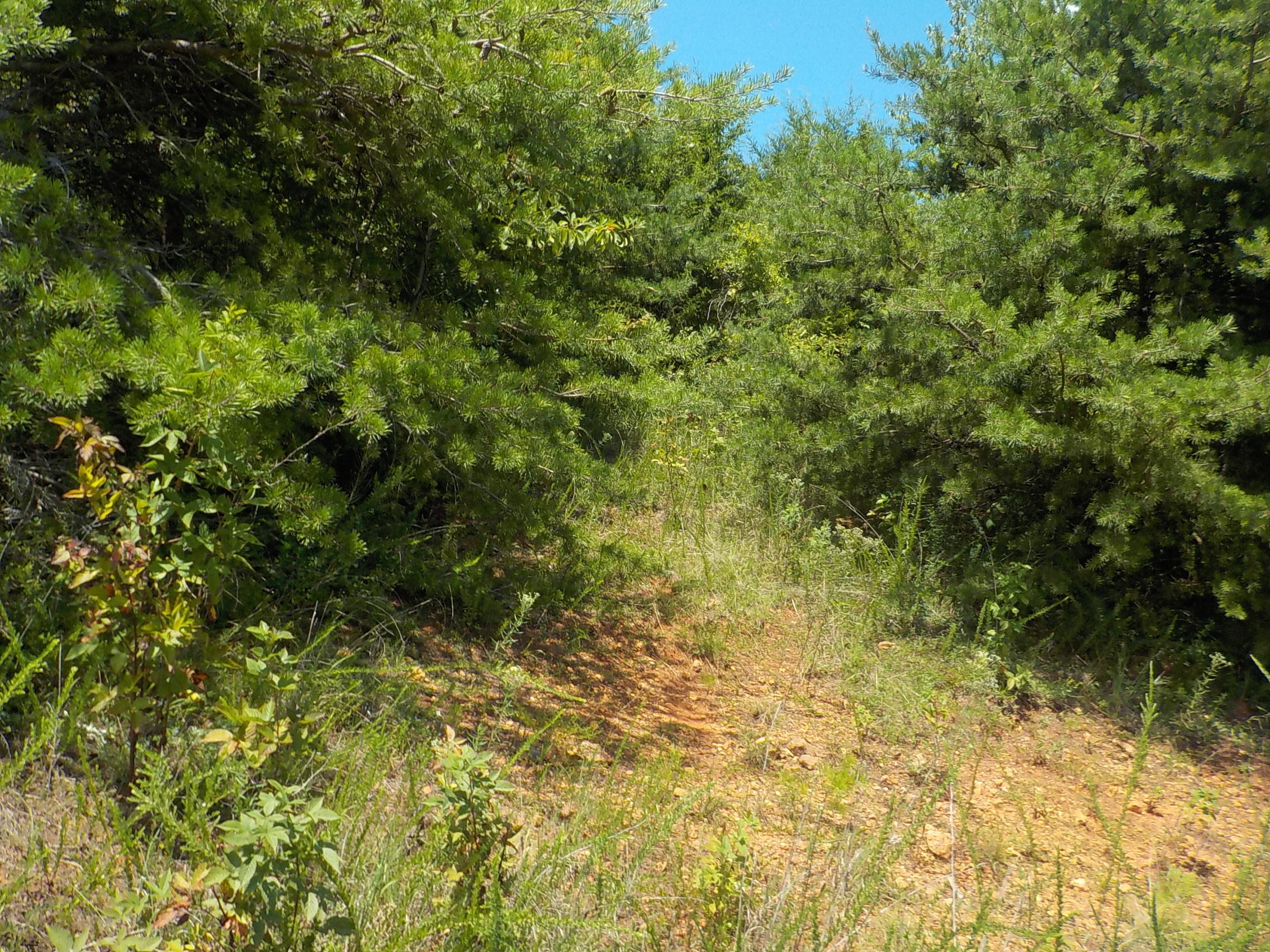 33 Logans Bluff Bean Station, TN 37708 - Photo 8 of 13 005