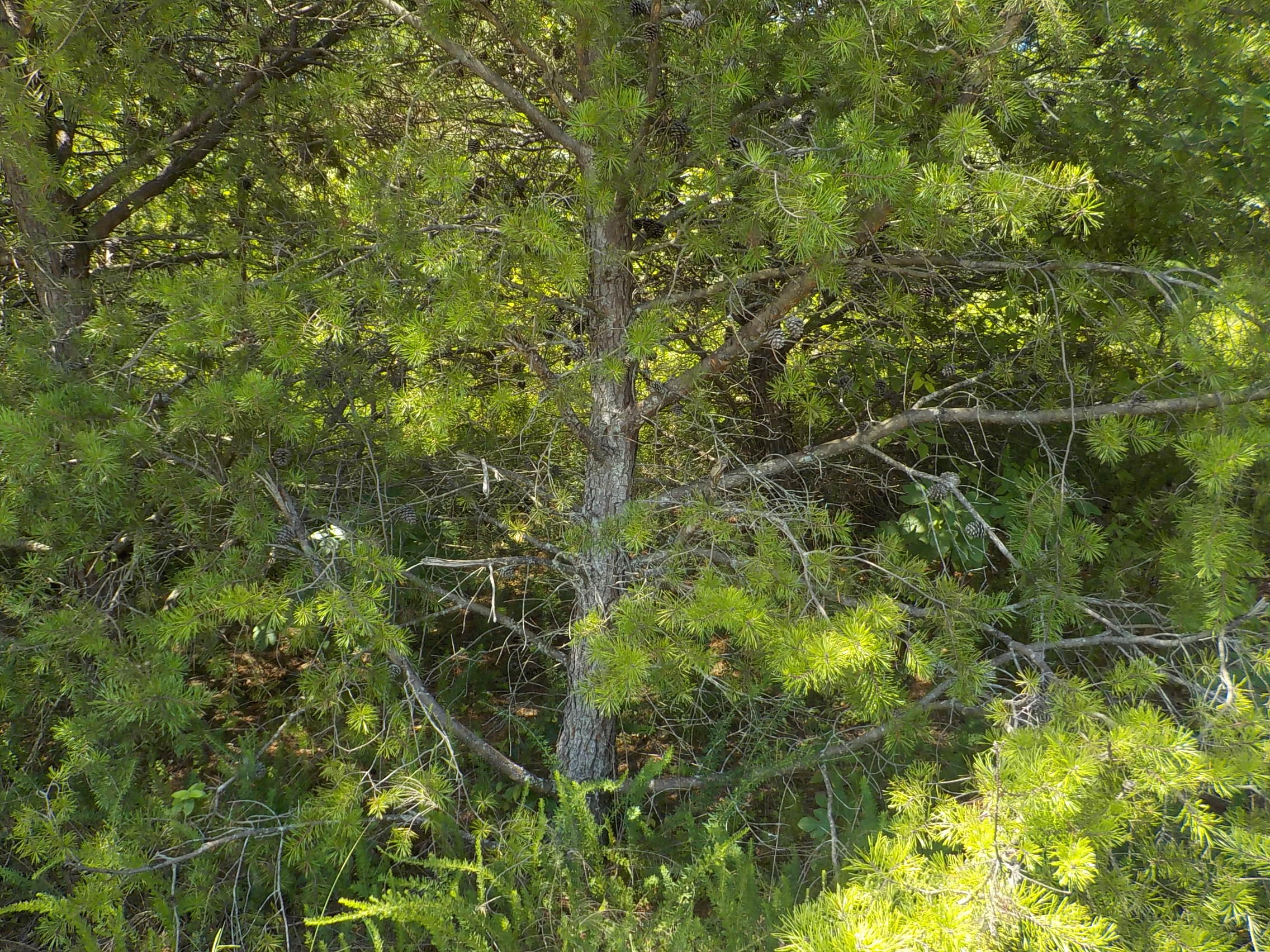 33 Logans Bluff Bean Station, TN 37708 - Photo 9 of 13 006