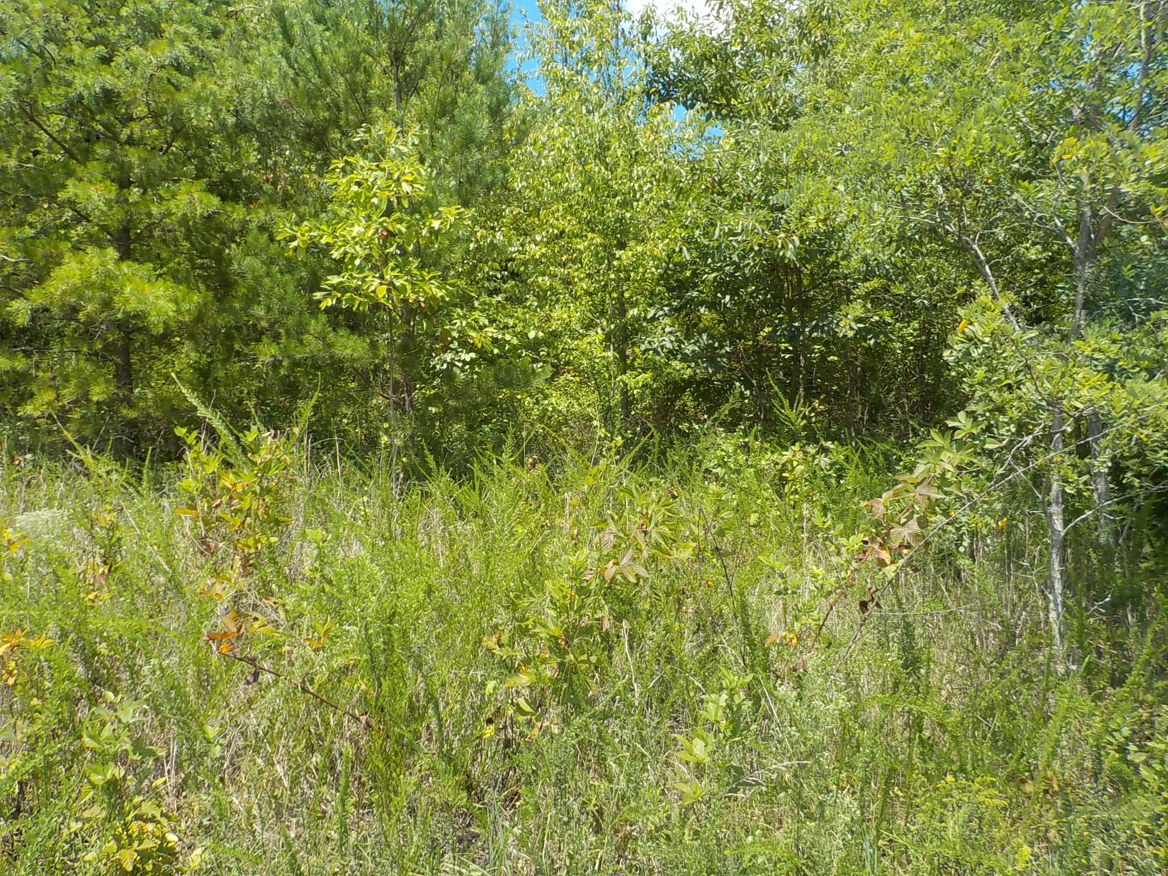 33 Logans Bluff Bean Station, TN 37708 - Photo 10 of 13 007