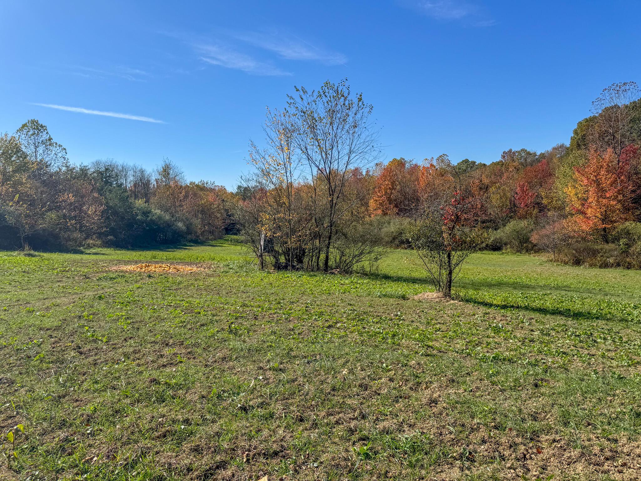 0 Dixon Run Road Thurman, OH 45685 - Photo 14 of 43 Dixon Run -11