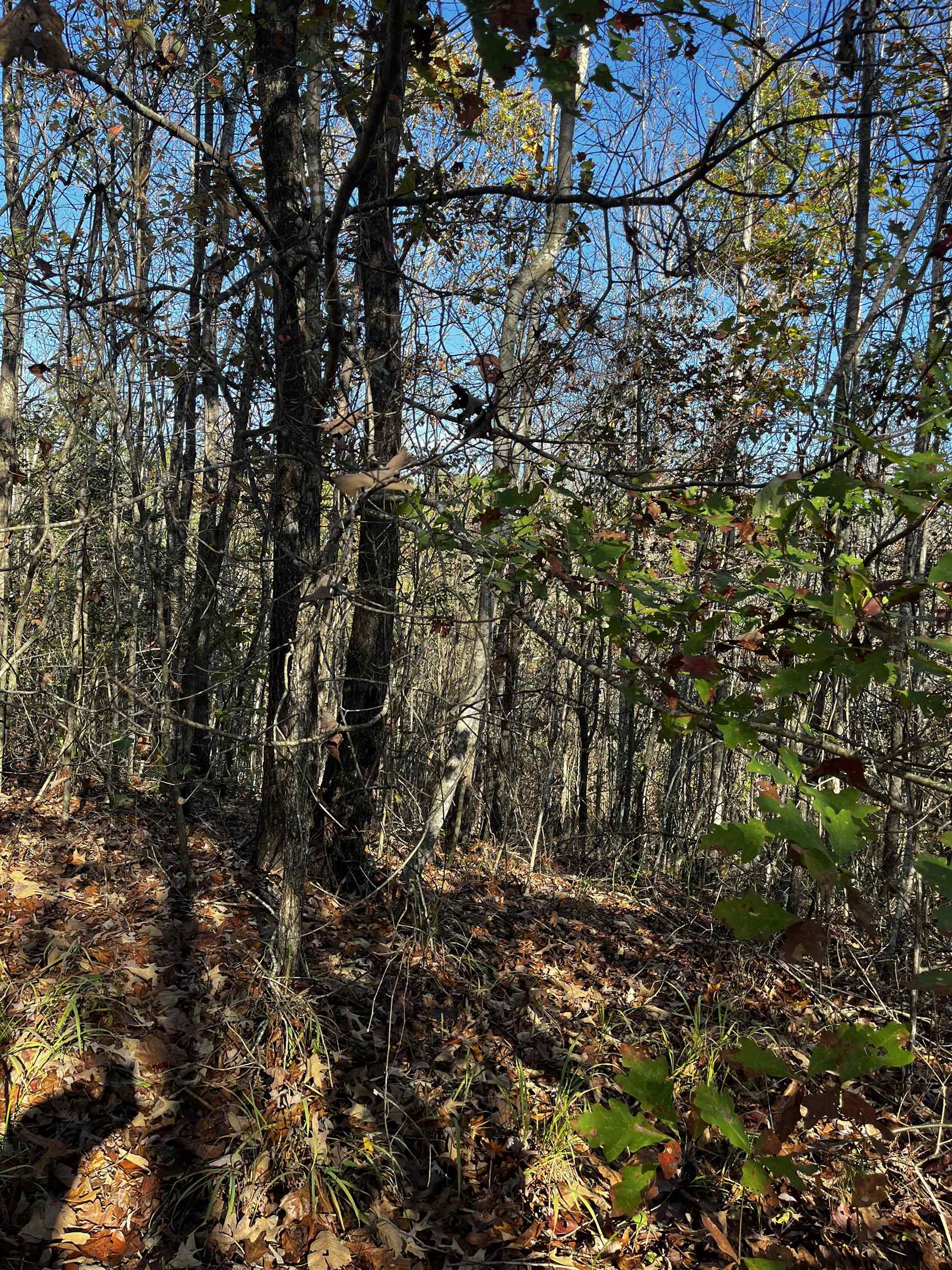 661 Nimmons Bridge Road Salem, SC 29676 - Photo 34 of 46 Gallery Image 34