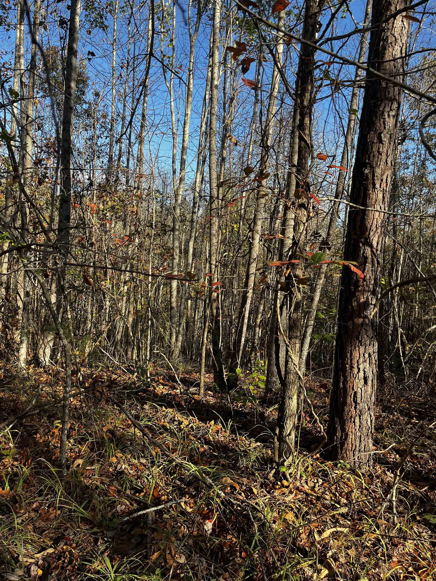 661 Nimmons Bridge Road Salem, SC 29676 - Photo 35 of 46 Gallery Image 35