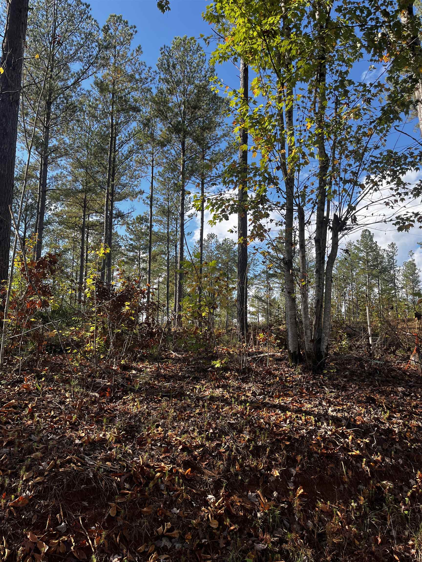 661 Nimmons Bridge Road Salem, SC 29676 - Photo 7 of 46 Gallery Image 7