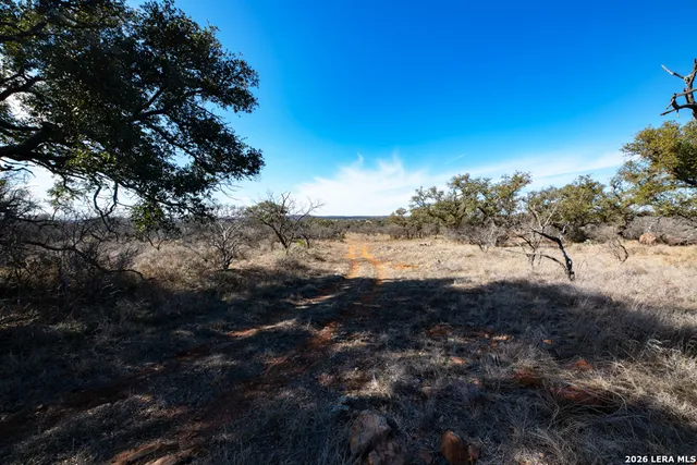 a view of a yard with a tree