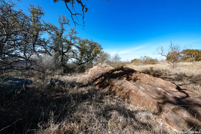 a view of a tree with a tree