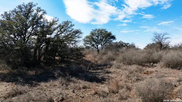 a view of a yard in a forest