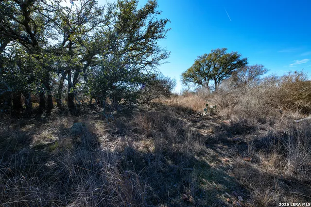 a view of a forest with a tree in the background