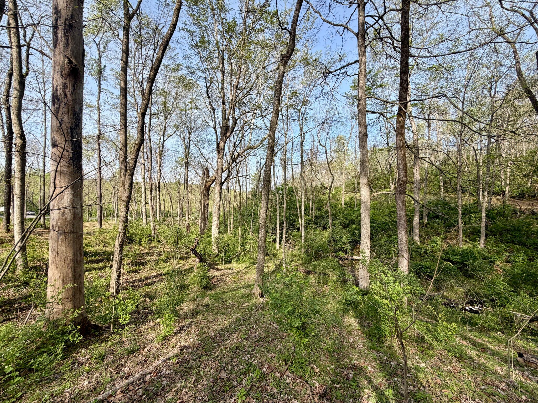 24 East Union Road Carlisle, KY 40311 - Photo 48 of 52 Trees