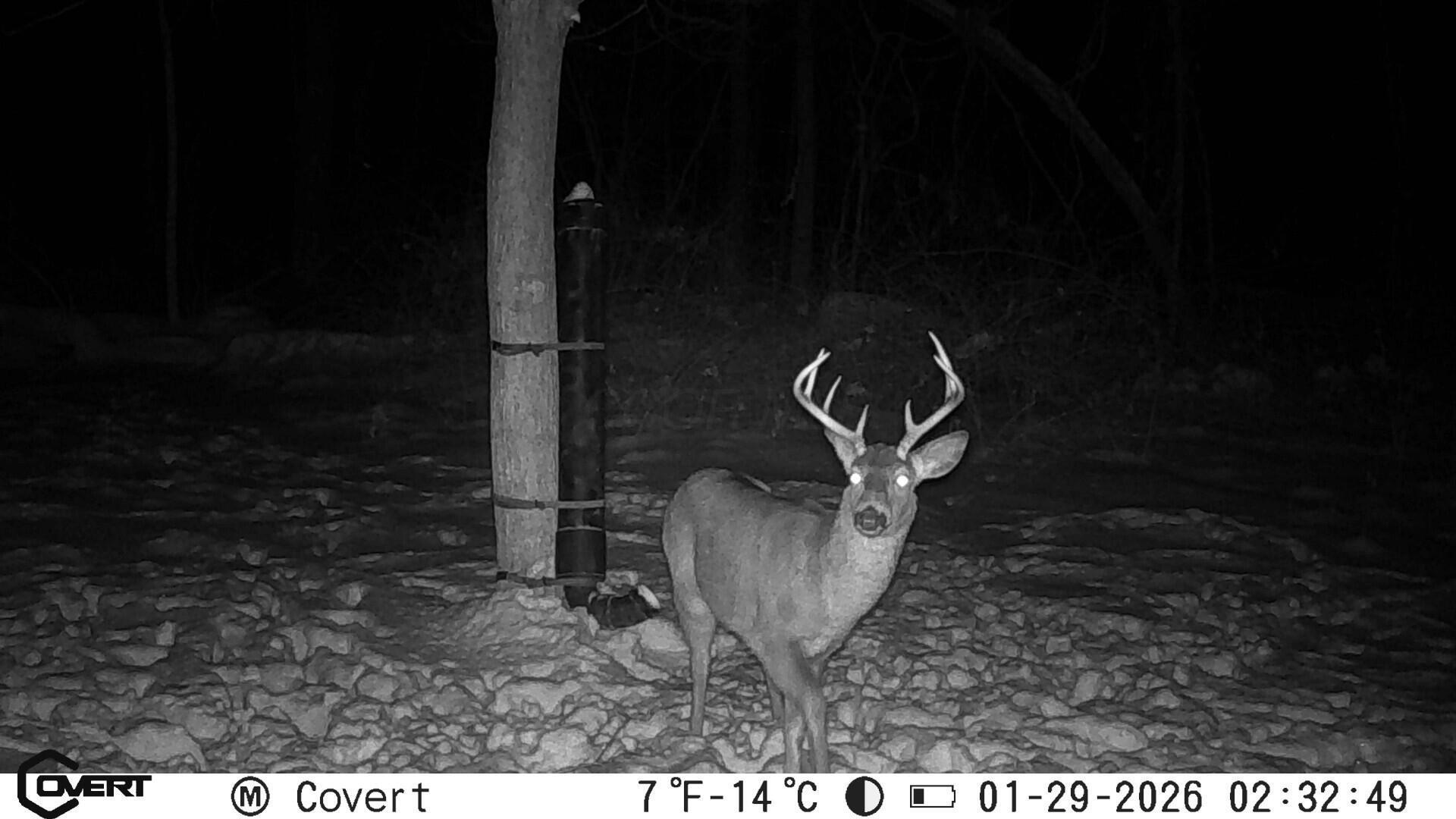 10050 Perryton Road Frazeysburg, OH 43822 - Photo 45 of 47 Deer Cam 3 Perryton Rd