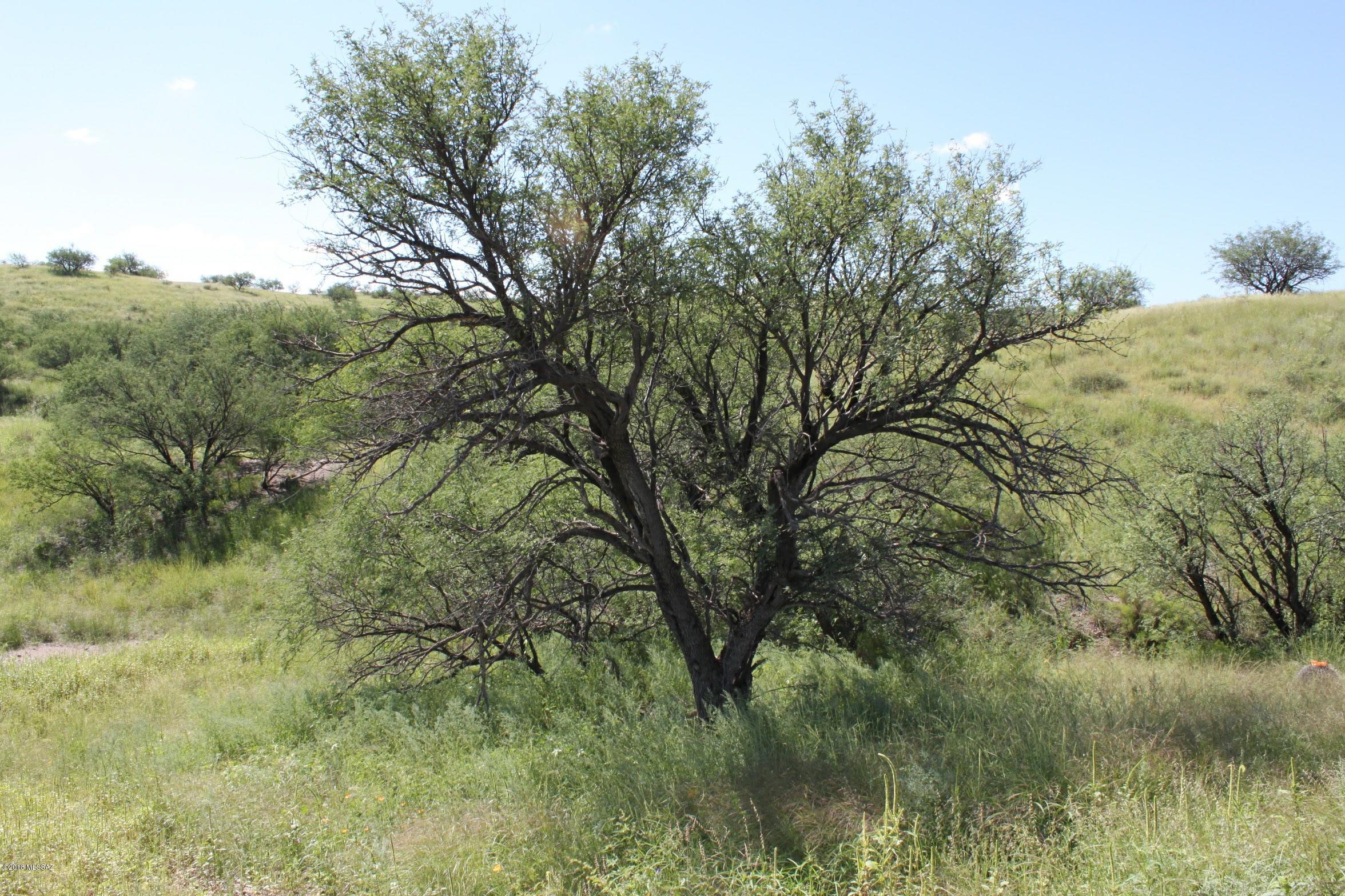 38101 South Wedgeford Road Arivaca, AZ 85601 - Photo 4 of 20