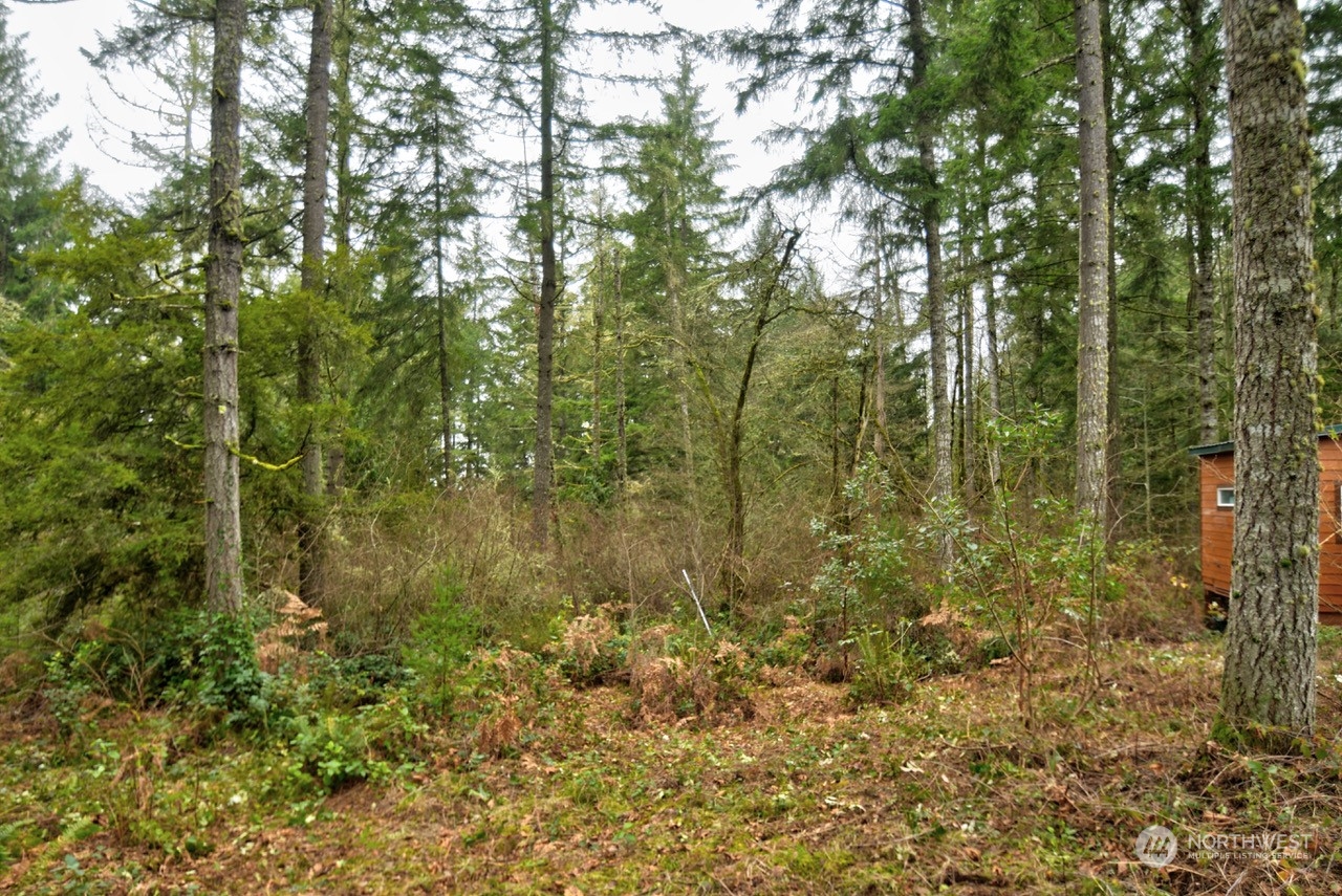 1546 Reservation Road Southeast, Unit 157 Olympia, WA 98513 - Photo 7 of 32 a view of a forest