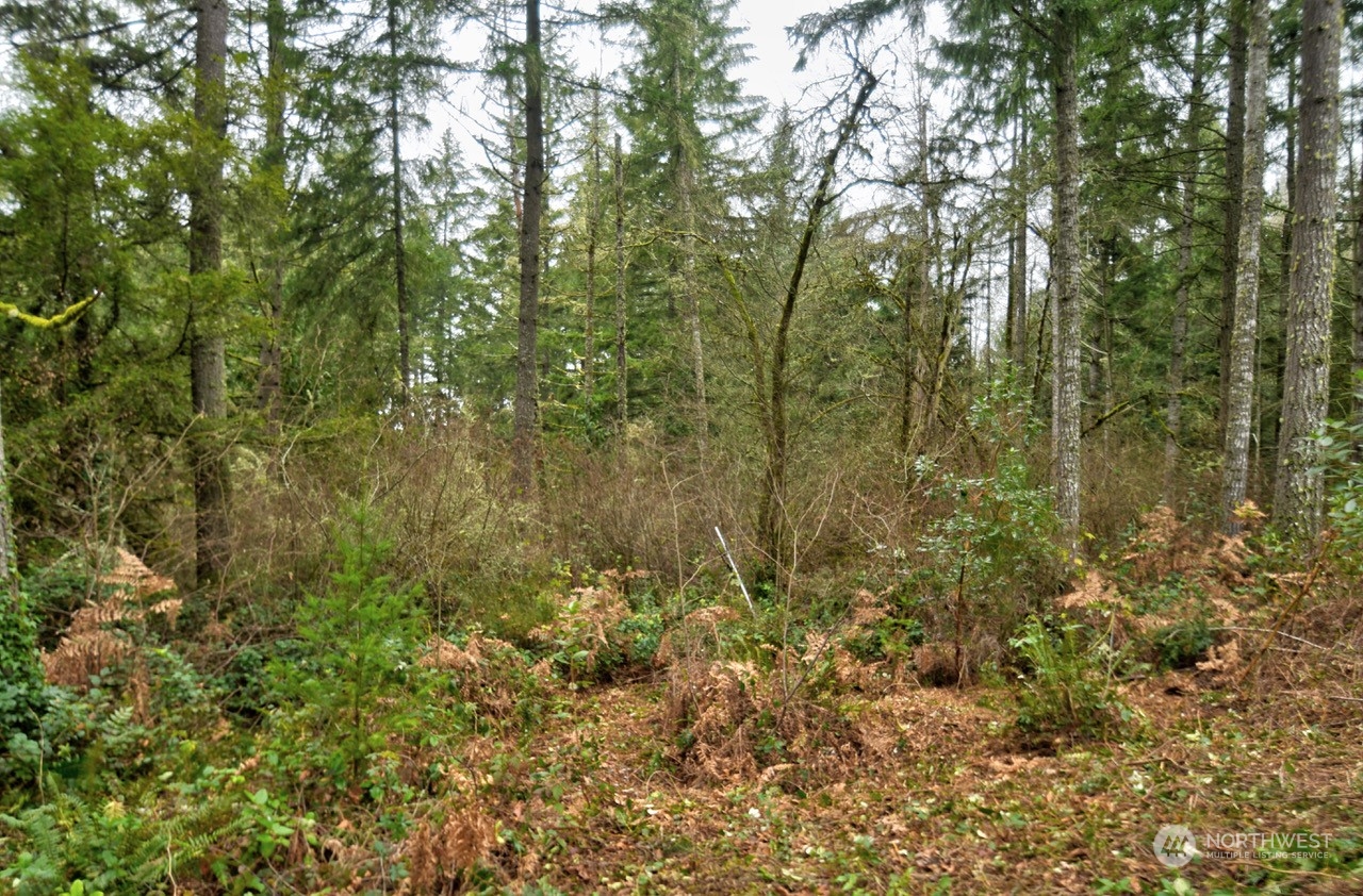 1546 Reservation Road Southeast, Unit 157 Olympia, WA 98513 - Photo 8 of 32 a view of forest