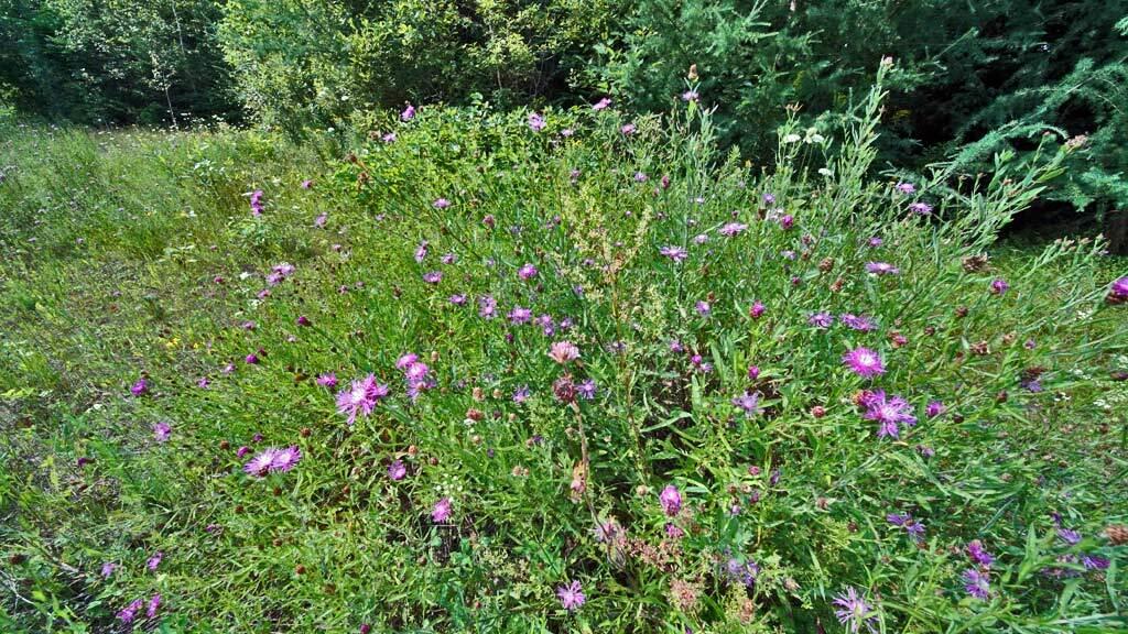 Lot 62-5 Folsom Road Houlton, ME 04730 - Photo 20 of 28 folsom-rd-me-land-3