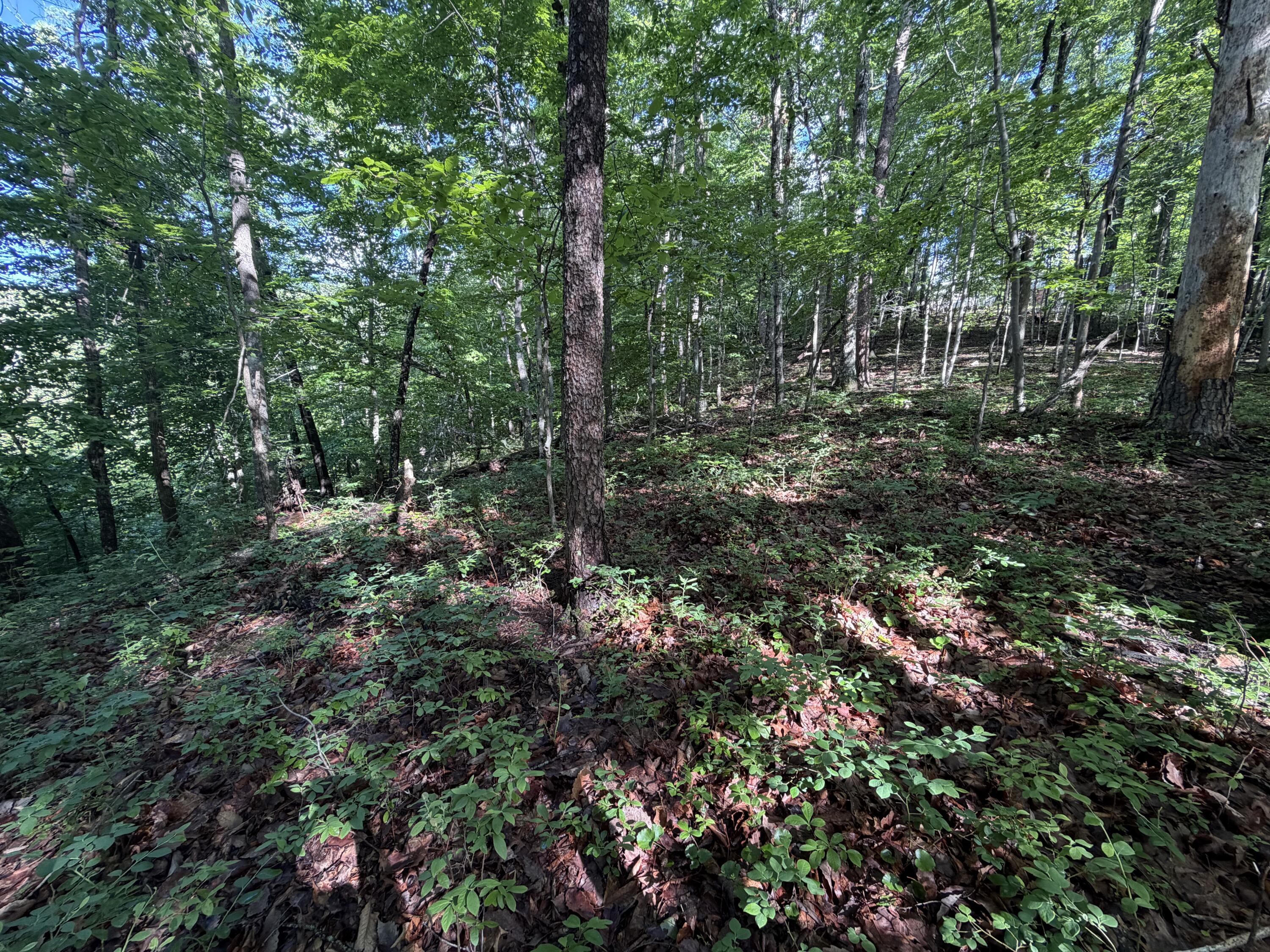 0 Lake Road Troutville, VA 24175 - Photo 16 of 18 a view of outdoor space and tree