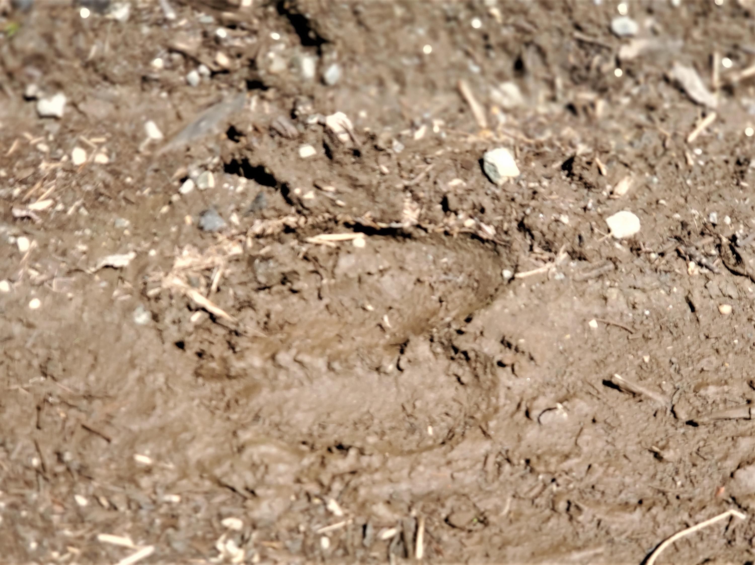 Tbd Chase Pond Road Caratunk, ME 04925 - Photo 22 of 26 Moose Tracks