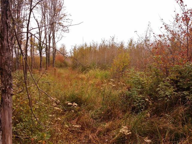Off Wood Creek Avenue Rib Lake, WI 54470 - Photo 10 of 16 Gallery Image 10