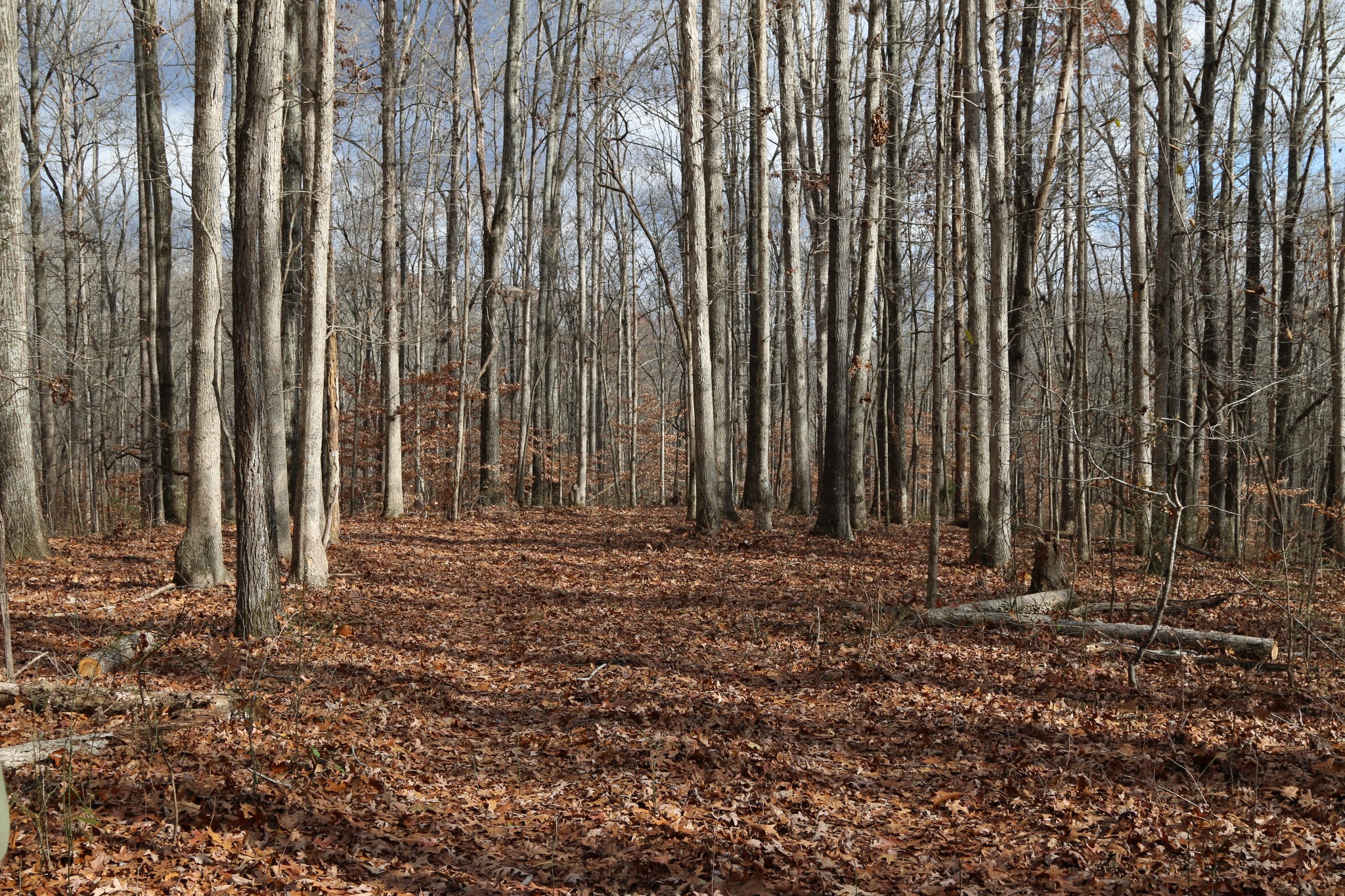 2 Ivey Road Fairview, TN 37062 - Photo 12 of 18 Gallery Image 12