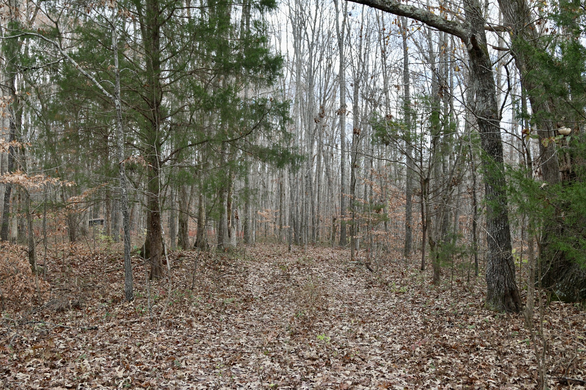 2 Ivey Road Fairview, TN 37062 - Photo 16 of 18 Gallery Image 16