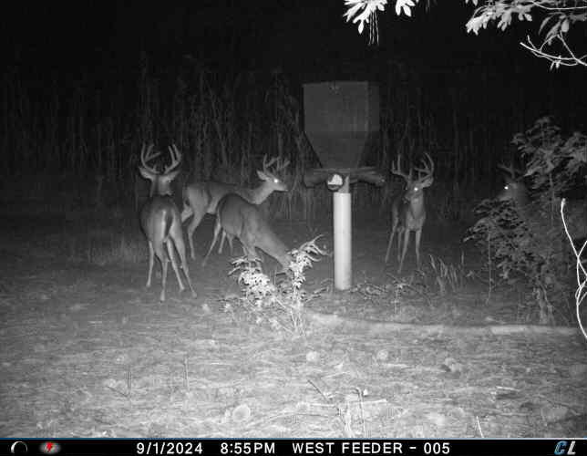 7901 State Rd S-6-169 Blackville, SC 29817 - Photo 85 of 89