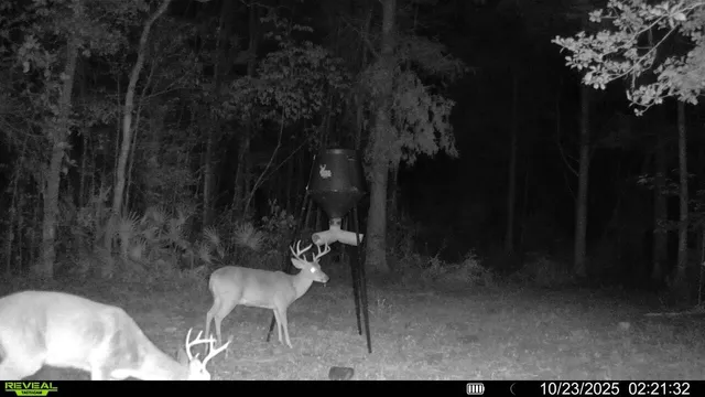 a view of a yard with an outdoor space