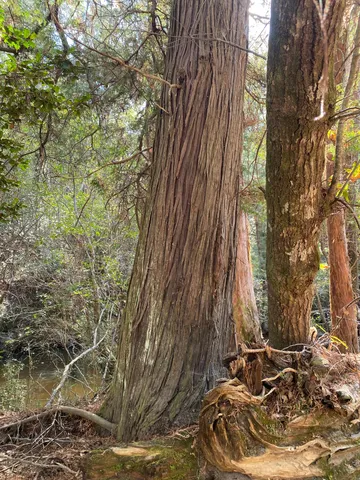 a view of a forest with trees