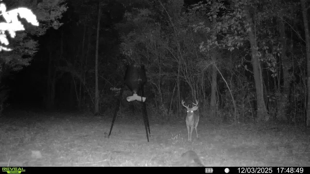 a lake with lots of trees