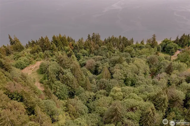 a view of a lush green forest with large trees