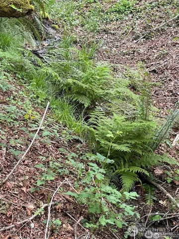 a view of a yard with plants and large trees