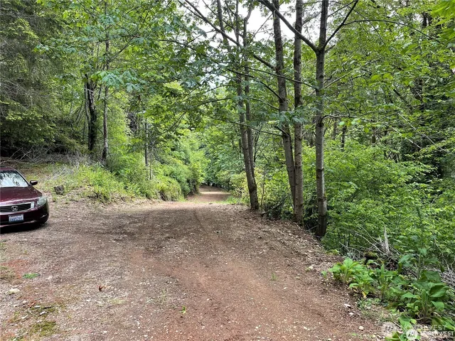 a view of a yard with plants and trees