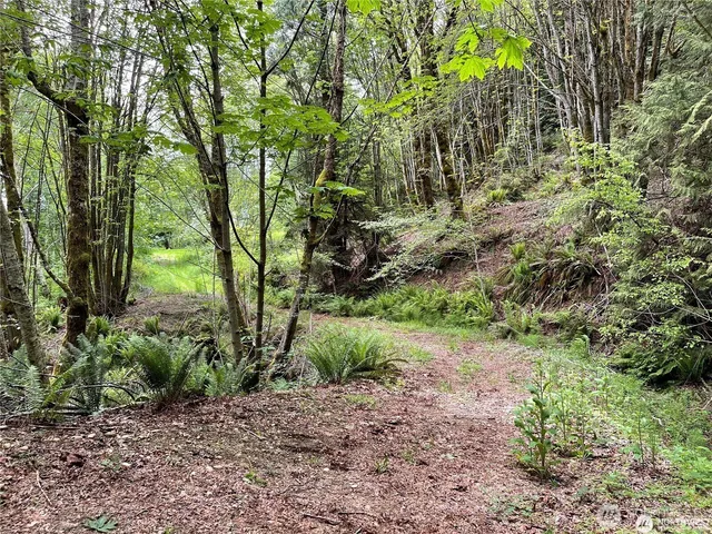 a view of a yard with plants and large trees