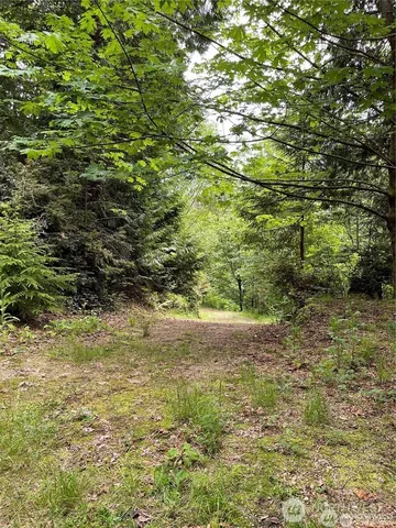 a view of a yard with plants and large trees