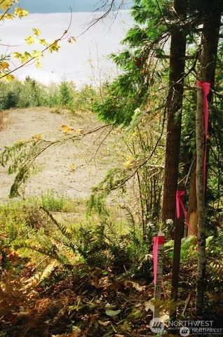 a close up of a plant in a garden