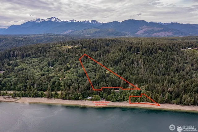 a view of a dry yard covered with trees