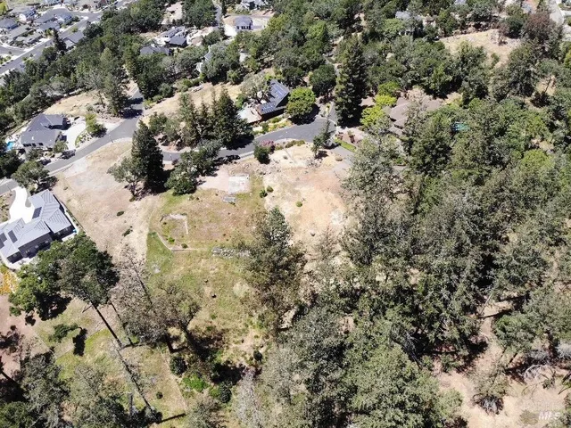 a view of a forest with a tree