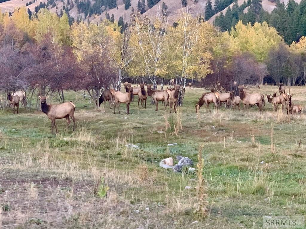 9 Little 4th Of July Creek Road North Fork, ID 83466 - Photo 69 of 83 Resident Elk