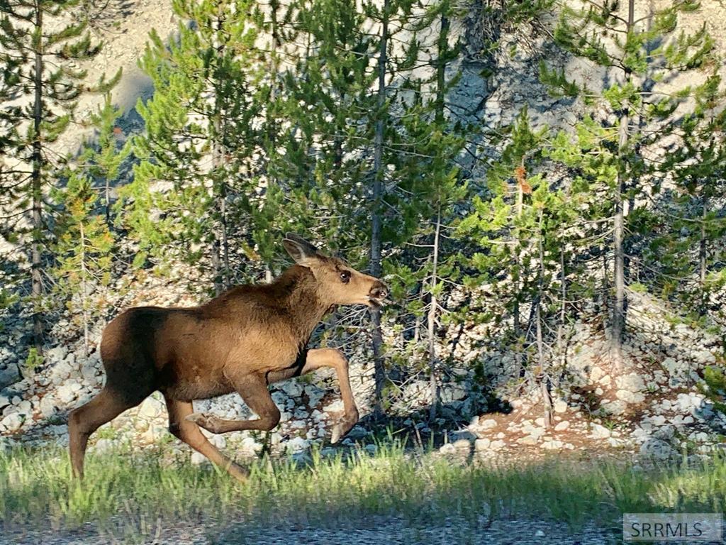 9 Little 4th Of July Creek Road North Fork, ID 83466 - Photo 77 of 83 Resident Moose