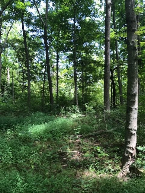 158-acres Eagle Tunnel Road Dry Ridge, KY 41035 - Photo 2 of 22 Gallery Image 2