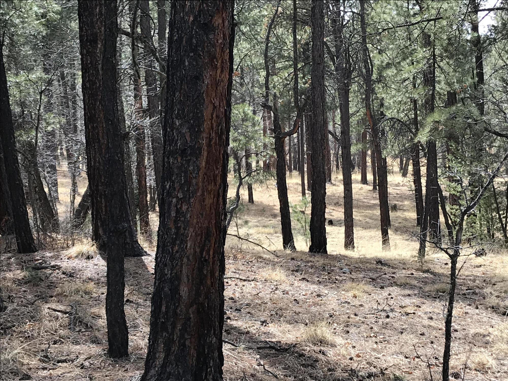 7 Y Co Road Alpine, AZ 85920 - Photo 1 of 29