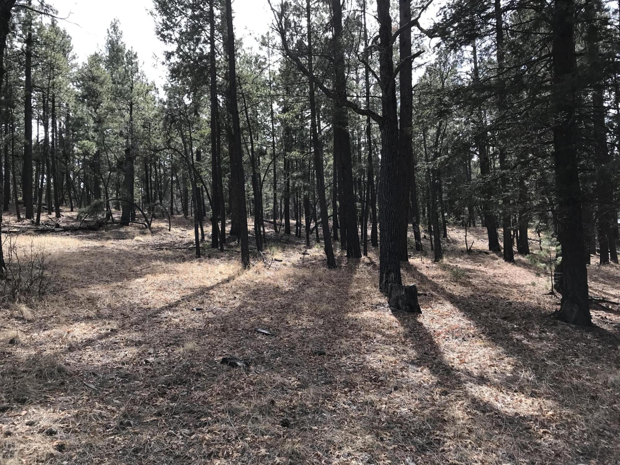 7 Y Co Road Alpine, AZ 85920 - Photo 11 of 29