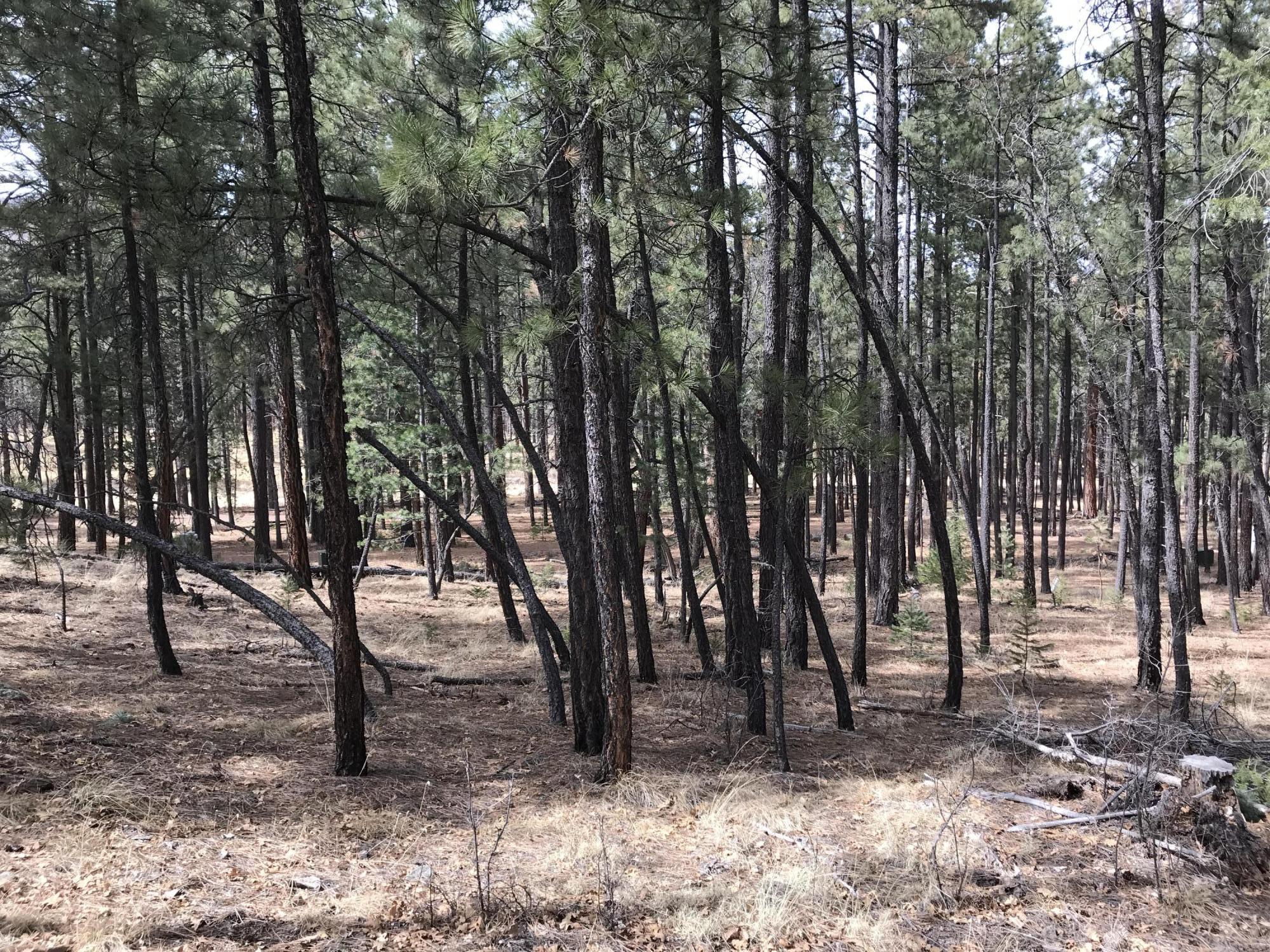 7 Y Co Road Alpine, AZ 85920 - Photo 13 of 29