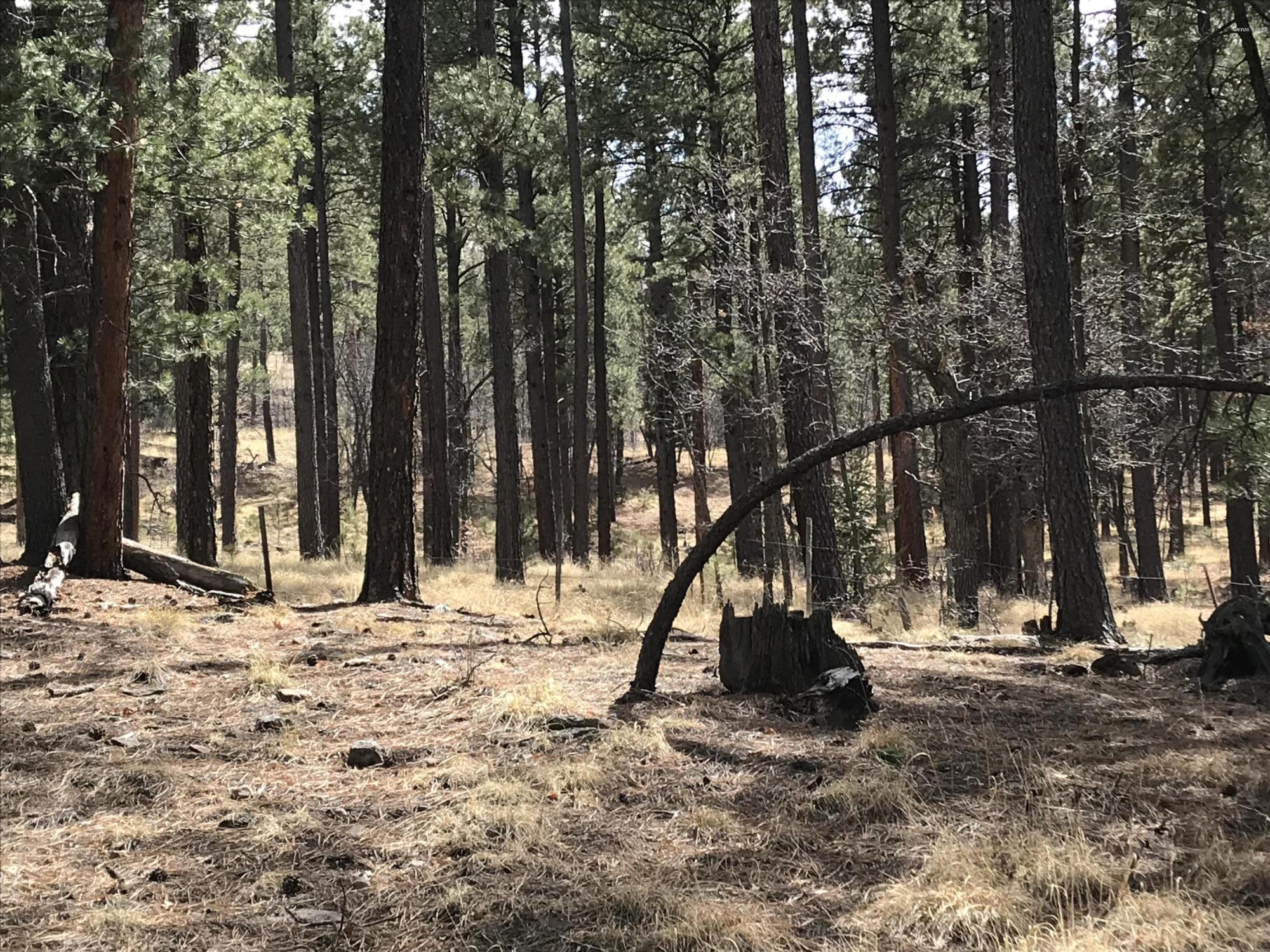 7 Y Co Road Alpine, AZ 85920 - Photo 15 of 29