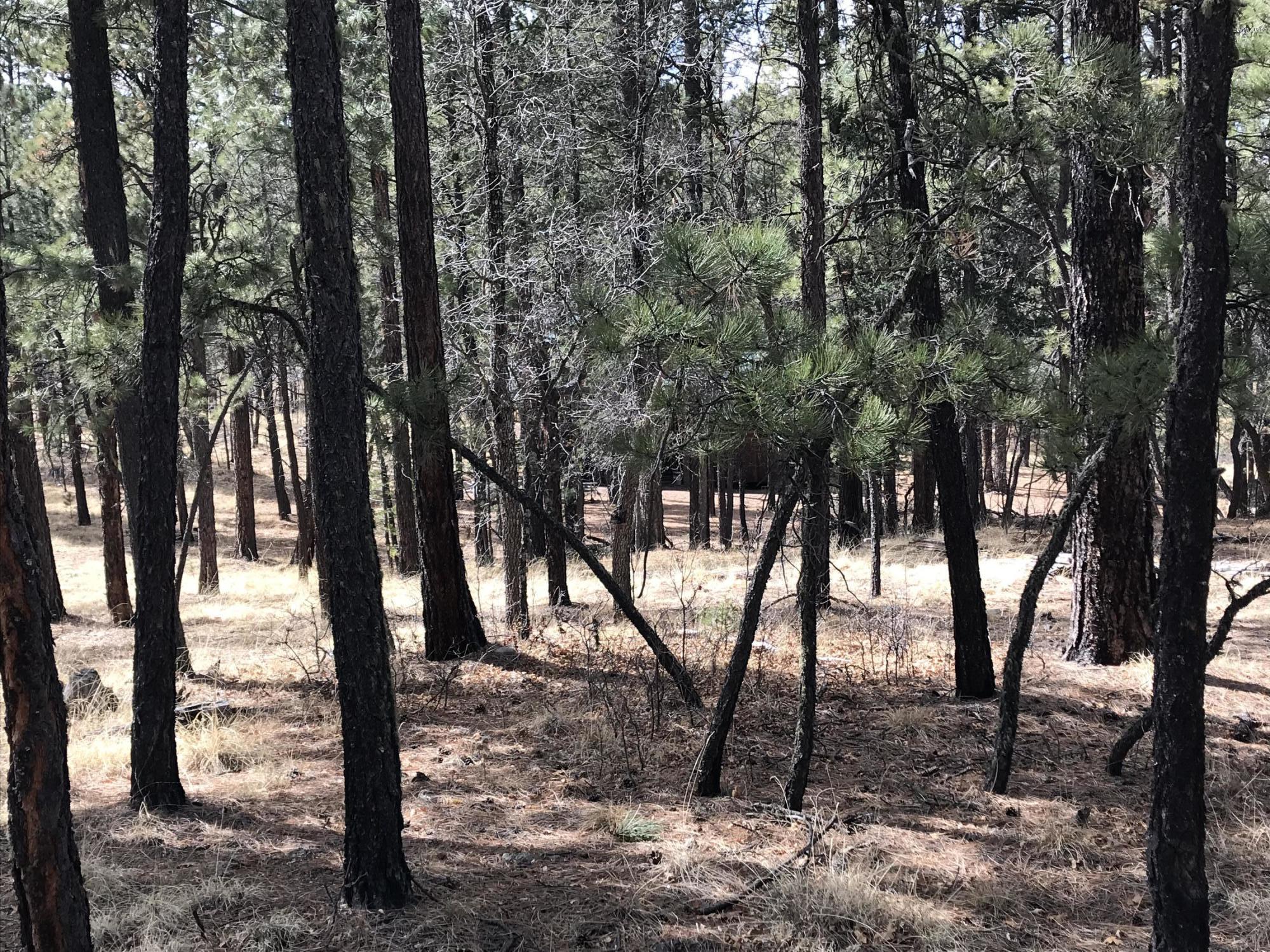 7 Y Co Road Alpine, AZ 85920 - Photo 20 of 29